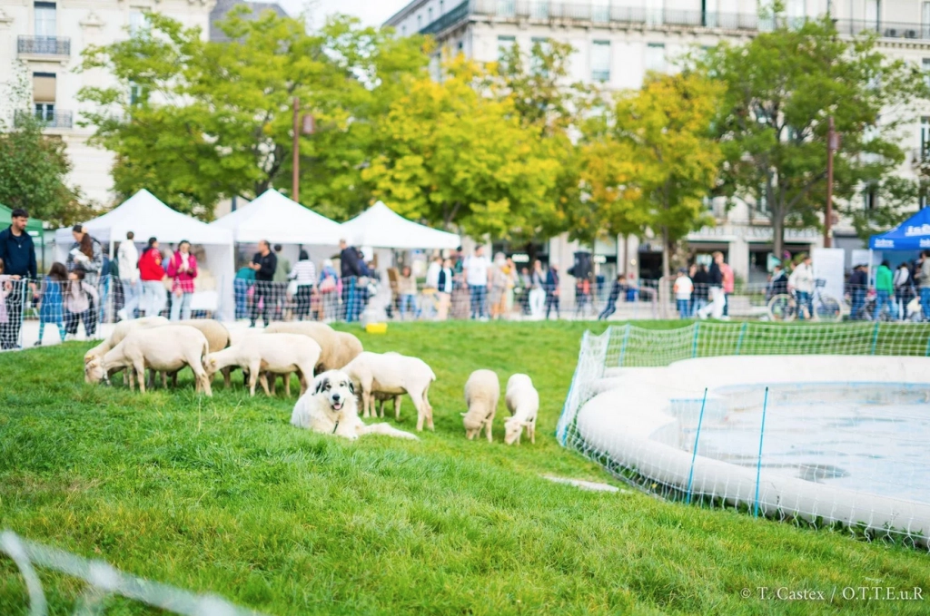 Festival Pastoralismes & Grands Espaces : une semaine pour célébrer les bergers