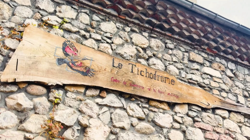 Le Tichodrome fête ses 20 ans au service de la faune sauvage