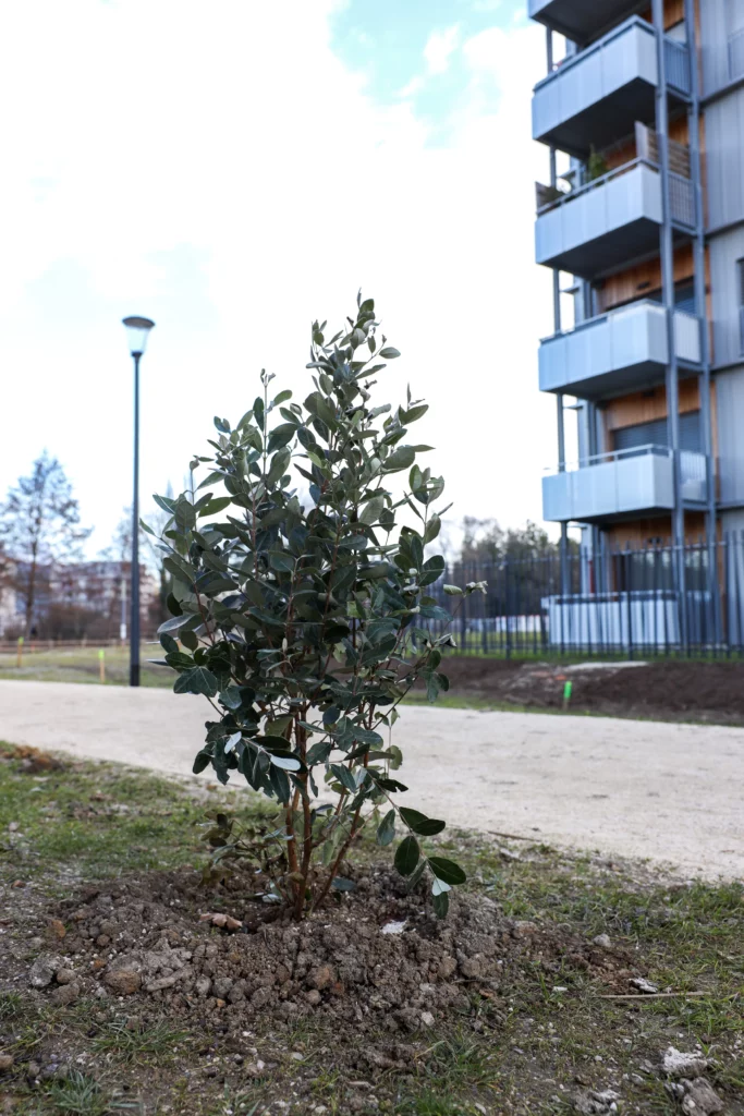 Evolutions du quartier Flaubert : extension du parc arbres