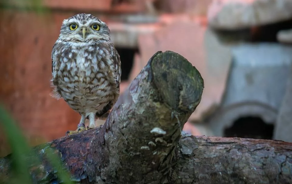Rapace au Domaine des fauves