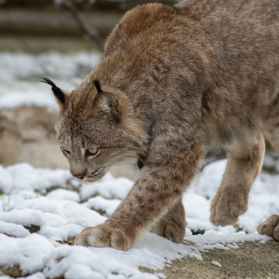 Lynx au Domaine des Fauves