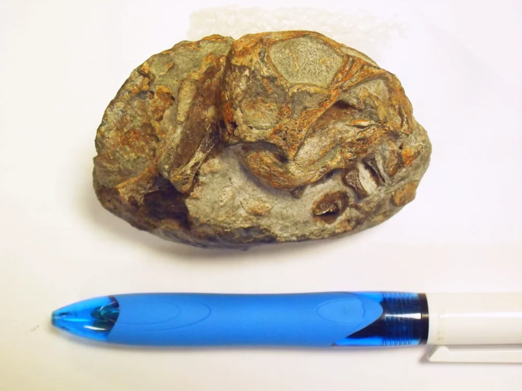 photo de l'oeuf de Lystrosaurus avec un stylo