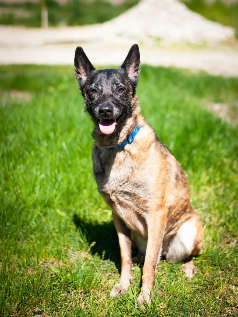 Une chienne de type malinoise