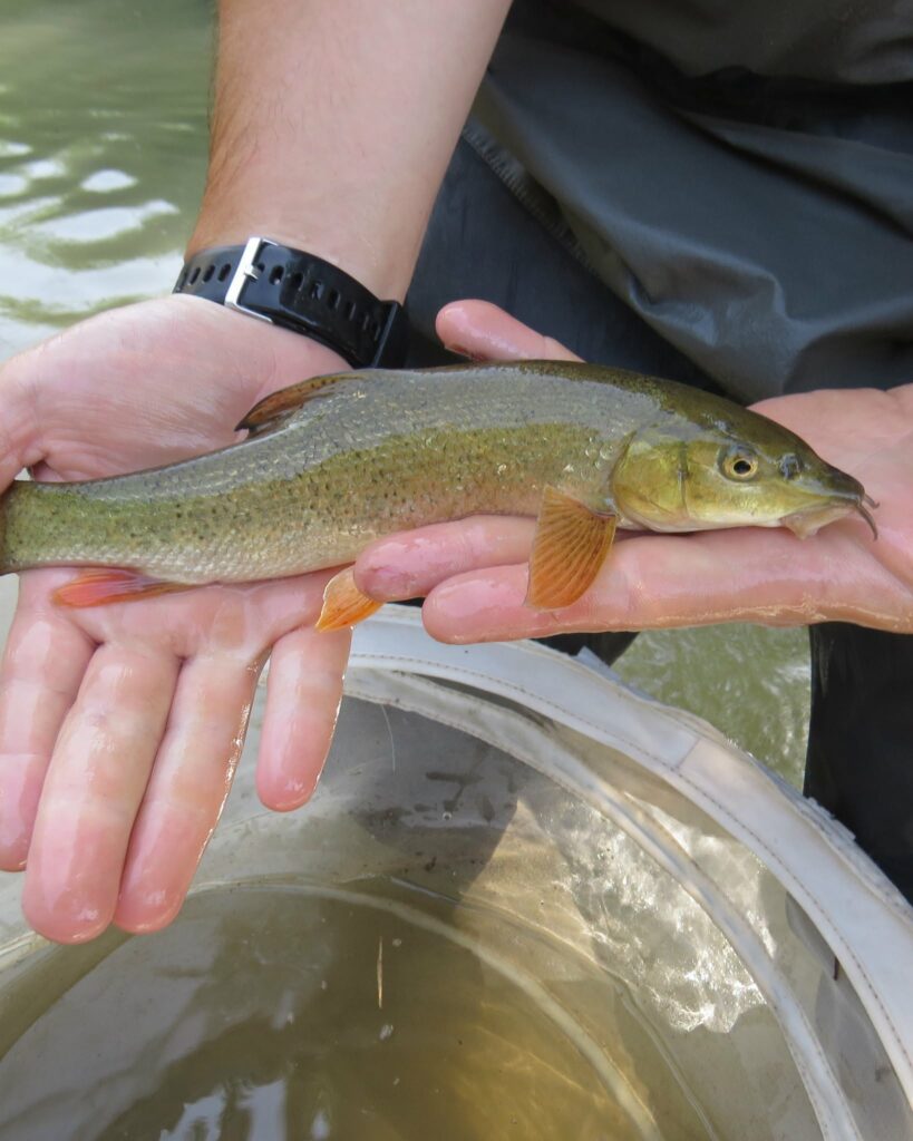 Pêche poisson sauvegarde